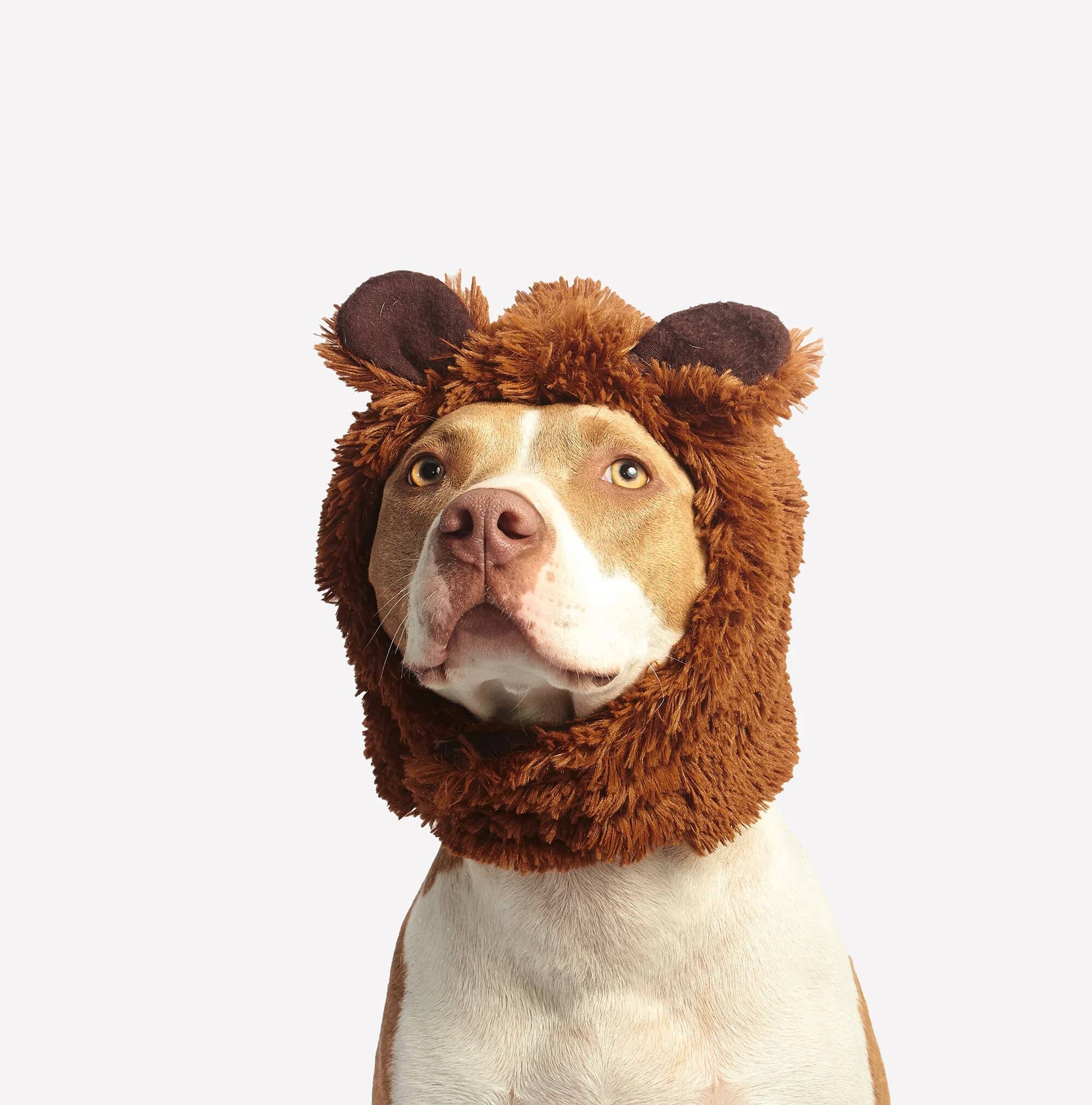 Canva-Brown-and-White-American-Pit-Bull-Terrier-With-Brown-Costume (1)